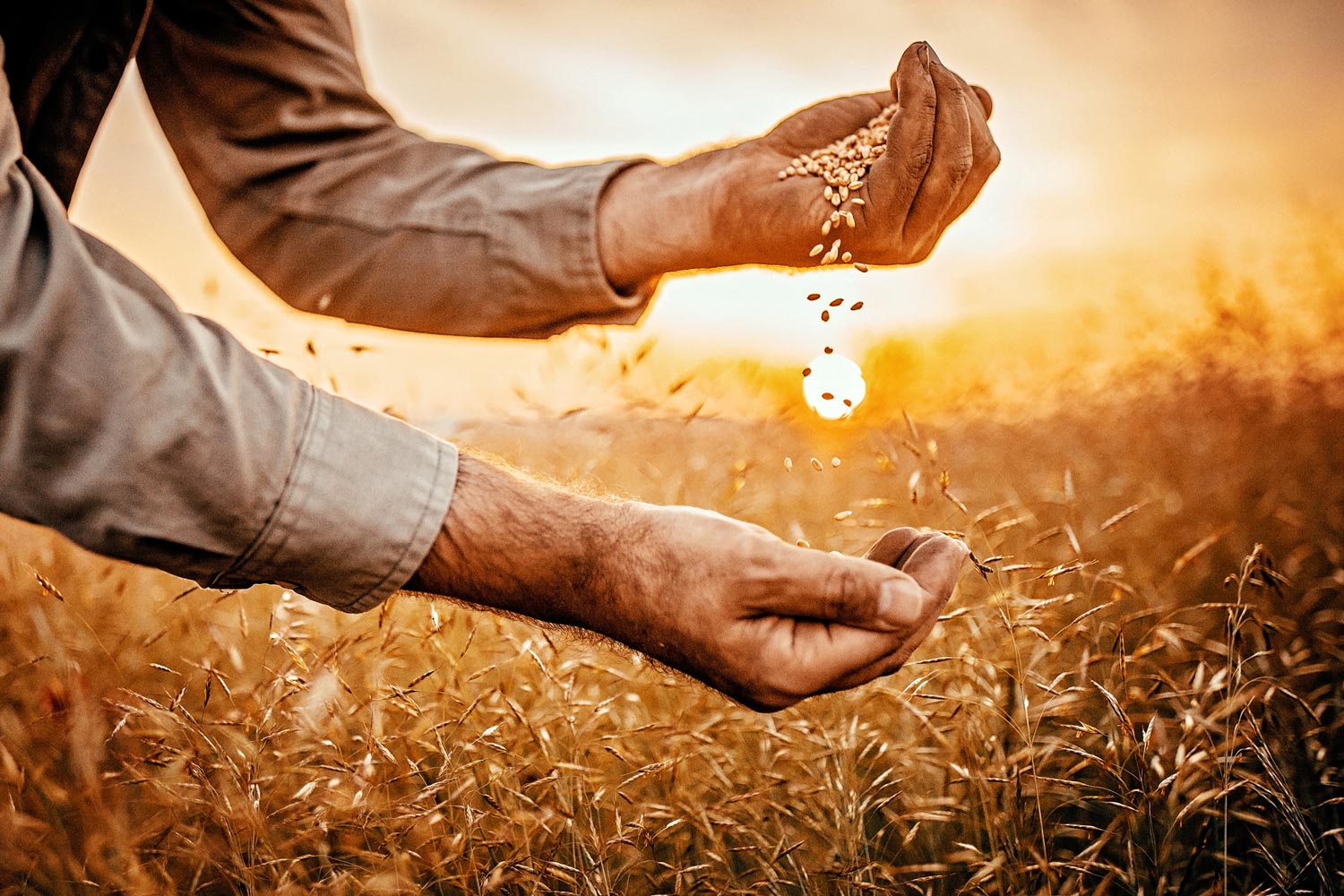 farmer holding grain in sunset