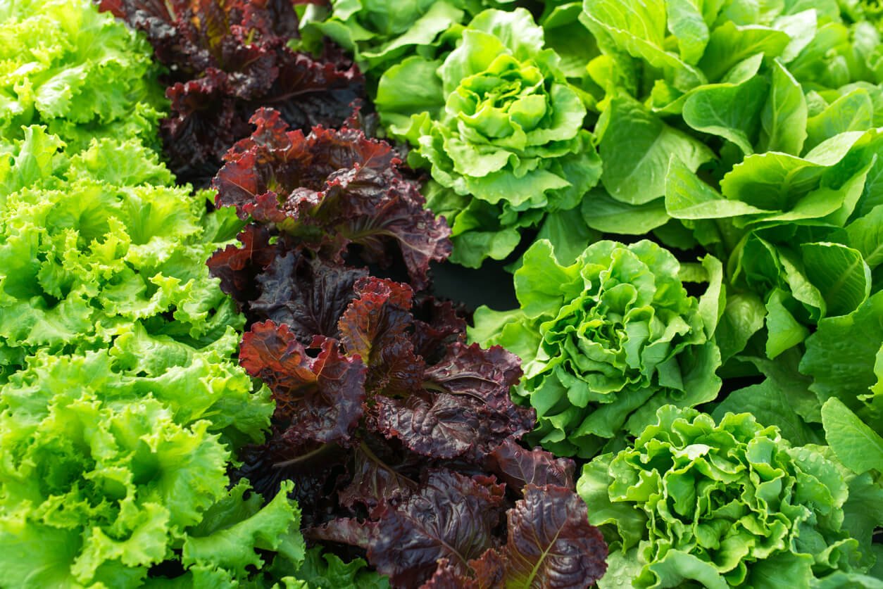 Different types of lettuce planted in a field