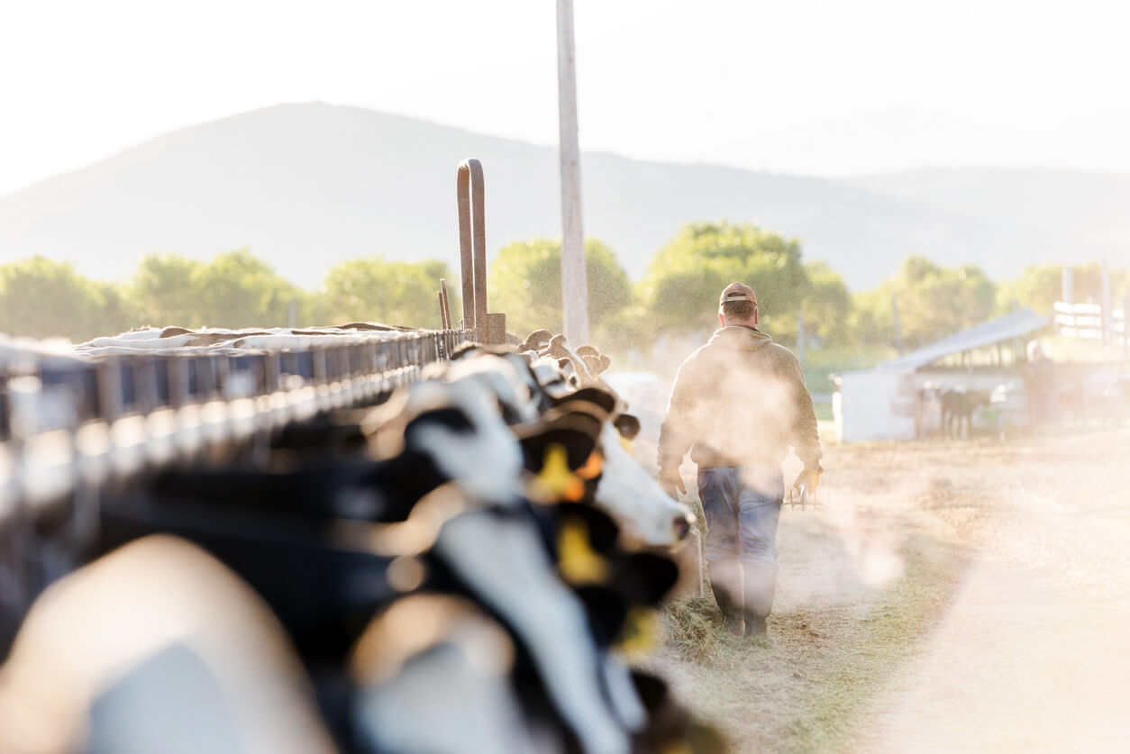 early morning portrait of a dairy farmer walking away from camera