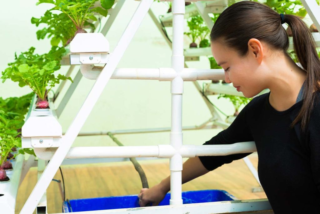 Hydroponics How It Works Benefits How to Get Started Biology Diagrams
