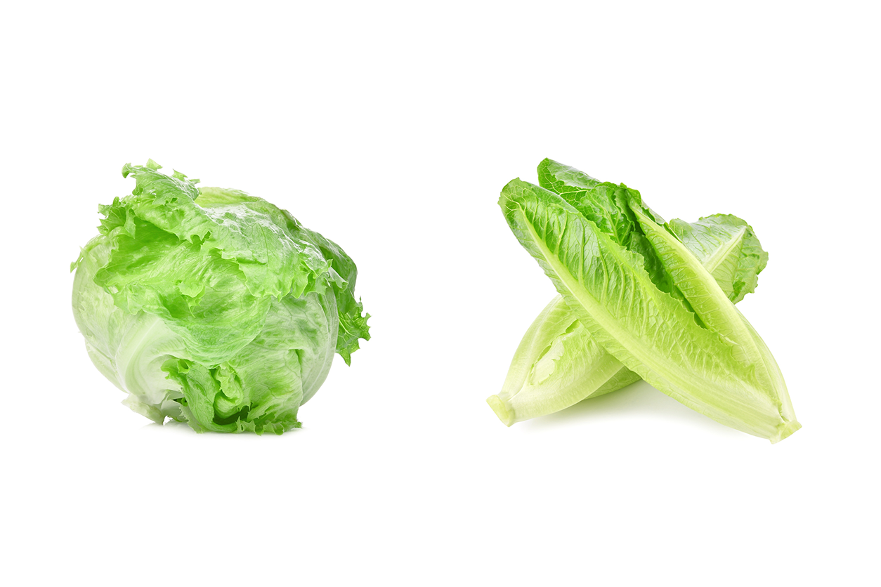 Iceberg vs romaine lettuce combined on a white background
