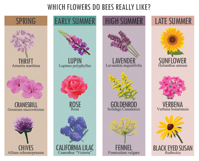 Which Flowers Do Bees Really Like?