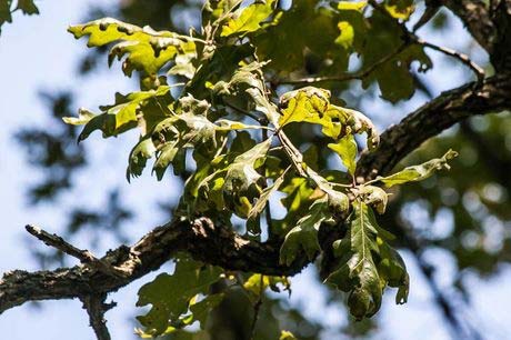 close up of oak tree branches