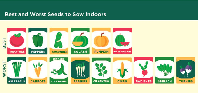 Best and worst seeds to sow indoors