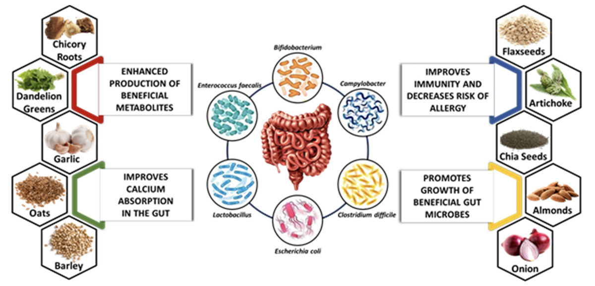 graphic covering sources of prebiotics from whole foods