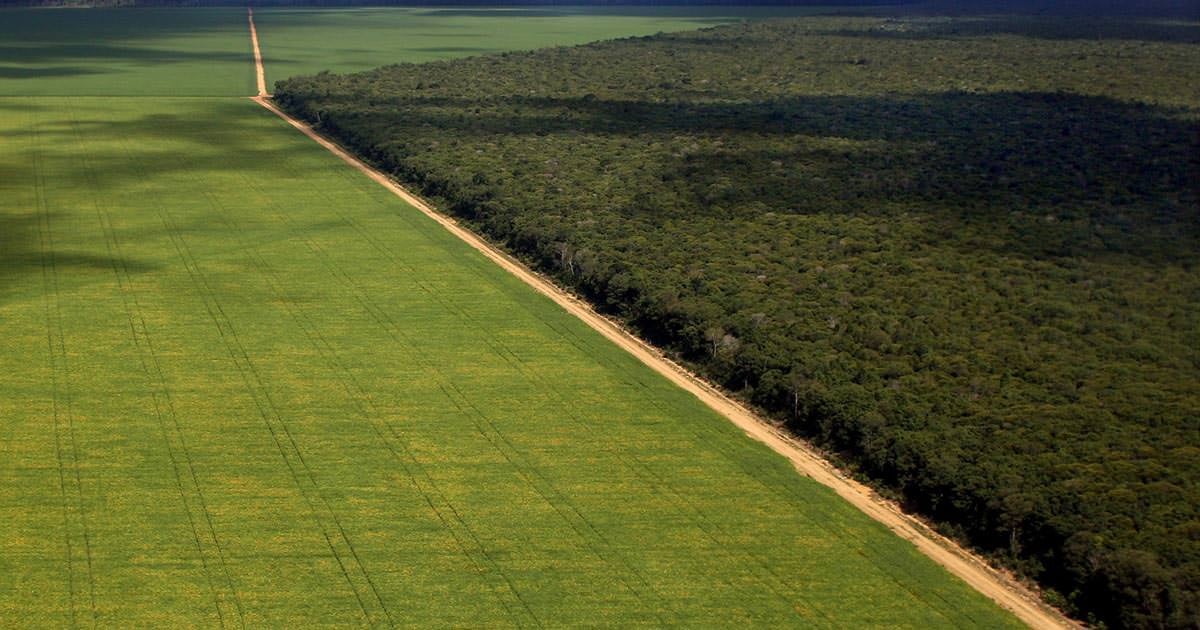 Soya Plantation Livestock Production - Tyson Foods