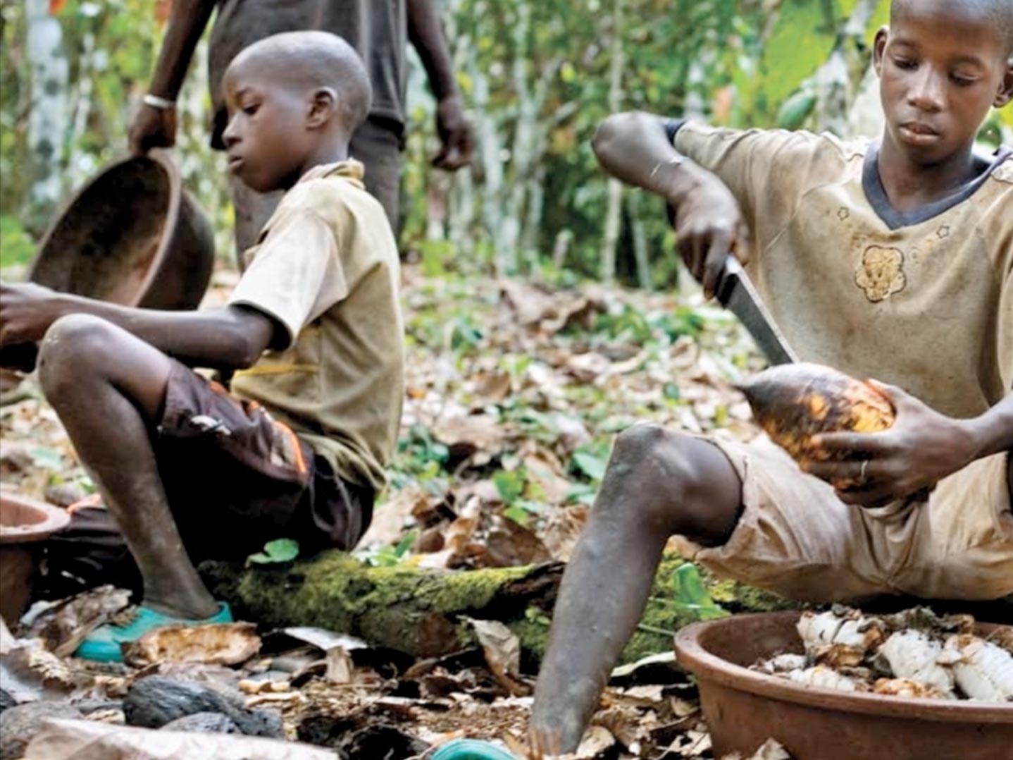 young children cutting cocoa seeds